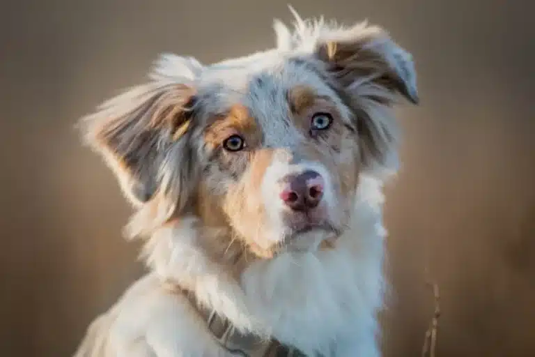 How an E-Collar Saved Our Reactive Aussie