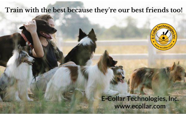TRAIN WITH THE BEST (MULTI DOG) BANNER 3X5