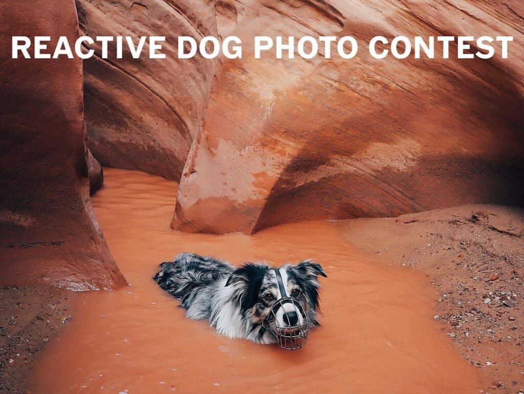 Reactive Dog Photo Contest