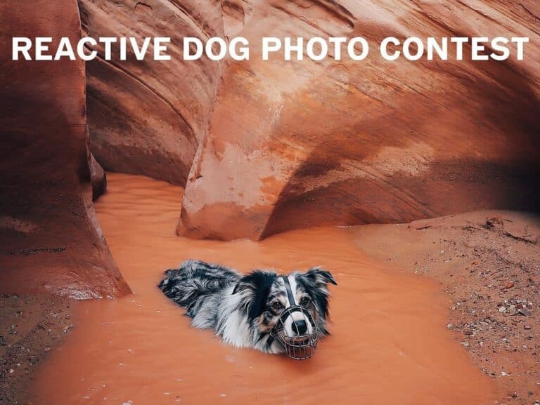2024 Reactive Dog Calendar & Photo Contest