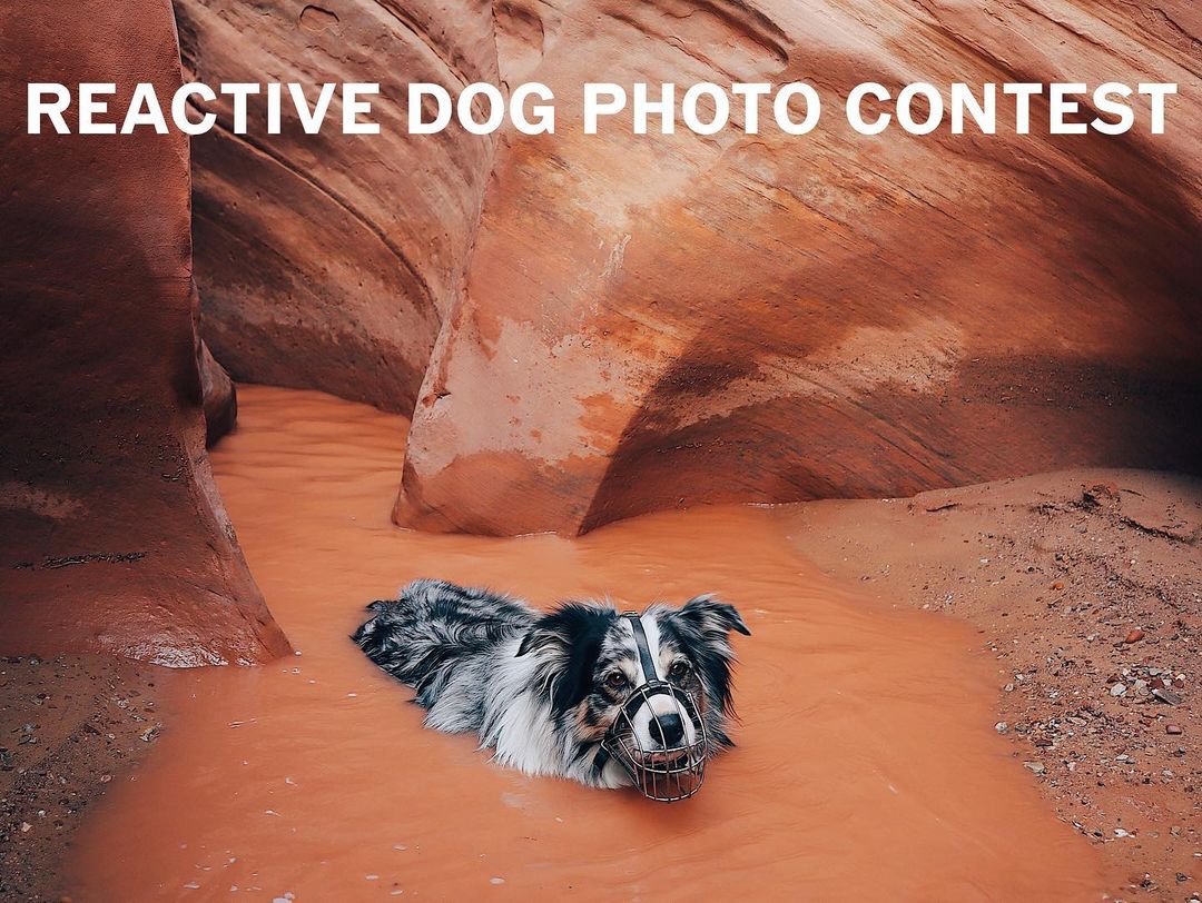 Reactive Dog Photo Contest