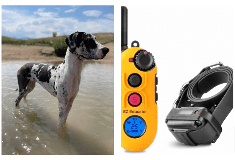 What I Put On My Dog’s Collar… Safety, Identification, Training, and Location Tracking – written by hellodanes.com