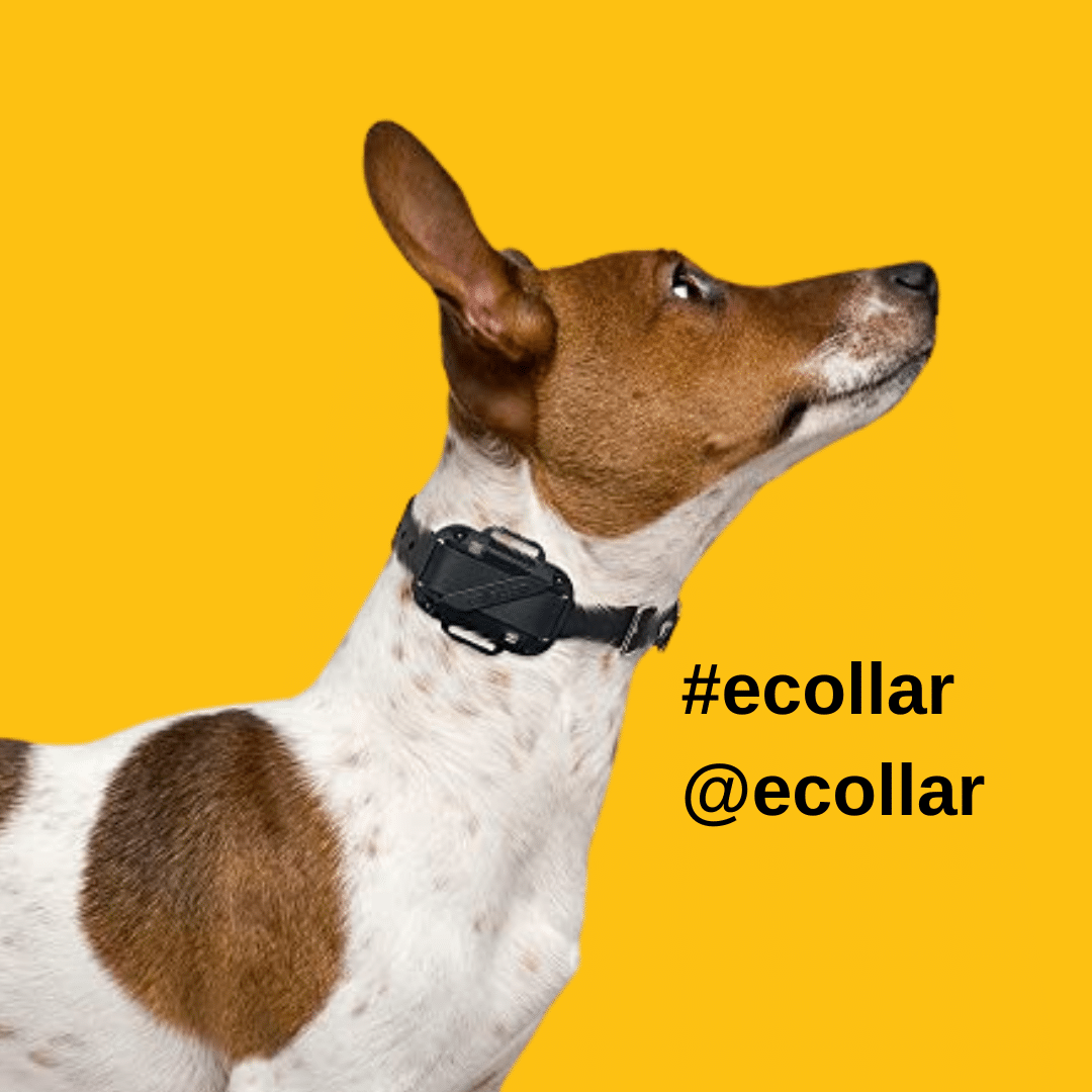 Your ECollar Story Matters Share It with Us! ECollar