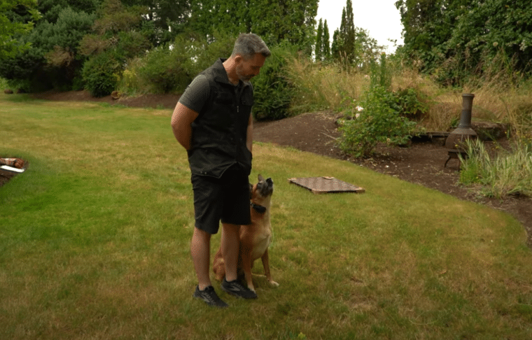 Enhance Your Dog’s Obedience with Proper Corrections: E-Collar Video by Dog Training Expert Nate Schoemer